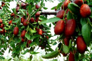 店子镇长红枣基地